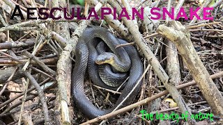 Beautiful Aesculapian snake in nature  Beautiful reptile in the forest [upl. by Seth]