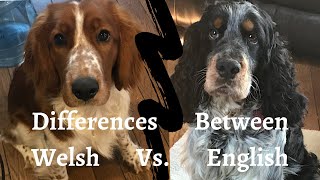 Differences between an English and a Welsh Springer Spaniel [upl. by Amo664]