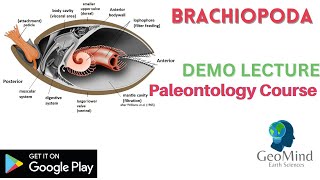 Brachiopoda  Demo Lecture  Paleontology  Geology  GATE  IIT JAM  UPSC  NET [upl. by Salisbarry]