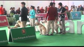 2ª Exposição Canina Nacional  Montijo [upl. by Aicekal]