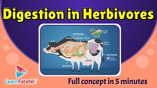 Digestion in Herbivores  The Ruminants  CBSE Class 7 Chapter 2 Nutrition in Animals LearnFatafat [upl. by Conn358]