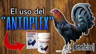 El Uso del ANTOPLEX en los Gallos Beneficios  Gallos Finos🐓 [upl. by Aven122]