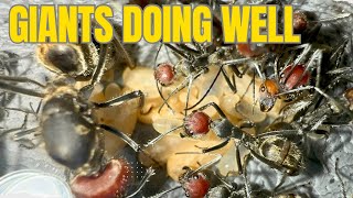 2 Giant Carpenter Ant Updates  Camponotus singularis update [upl. by Marella]