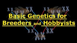 Basic Fish Genetics for Breeders and Hobbyists explained with Bristlenose Plecos [upl. by Essila]