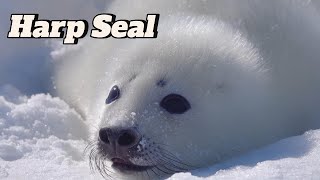 Harp Seals Life in the Arctic – Adaptations Behavior and Conservation [upl. by Luapnaej]