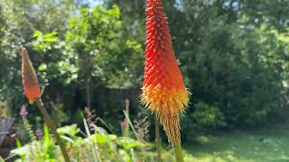 Kniphofia Alcazar Red hot pokers [upl. by Riplex549]