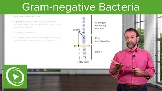 GramNegative Solution Lipopolysaccharide amp Bacterial Structure – Microbiology  Lecturio [upl. by Rapsag776]