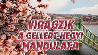 Virágzik a mandulafa a Gellérthegyen [upl. by Kohsa244]