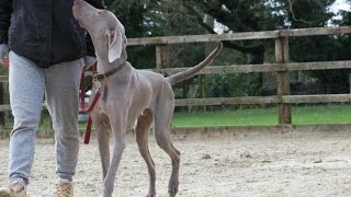 Luther  Weimaraner  2 Week Residential Dog Training at Adolescent Dogs [upl. by Holmen]