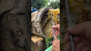 Process of collecting honey from round wood beehives [upl. by Kantos]