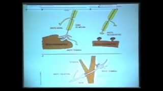 15 de 20 TERAPIA NEURAL Y PENSAMIENTO ALTERNATIVO  Conferencia de JC Payán en Buenos Aires [upl. by Jurkoic851]