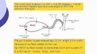 48 Extrahepatic biliary system Abdomen [upl. by Lichtenfeld977]