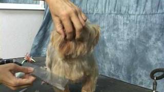 Yorkie grooming Learn how to groom a yorkie yorkshire terrier at wwwhowtogroomnet [upl. by Vivian627]