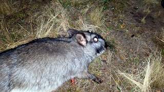 CAZA nocturna de VIZCACHAS y LIEBRE en ARGENTINA con CARABINA [upl. by Niliram712]