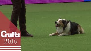 Freestyle Heelwork To Music Competition  Part 2  Crufts 2016 [upl. by Einotna]