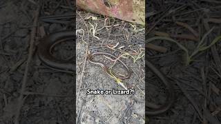 Glass Lizard or Snake wildlife lizard snake nature animals [upl. by Eirahcaz776]