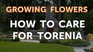 How to Care for Torenia [upl. by Sik386]