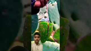 fruit naturallifeb satisfying naturalclips fruitcutting naturelife food carving🥭🥑🥝🍇🍉🍊🍋shorts [upl. by Olwen413]