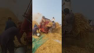 Rice Thareshar Labour work Sindh Pakistan [upl. by Heindrick]