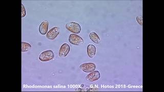 Microalgae for marine hatcheriesDr G Hotos labGreece [upl. by Anecusa]