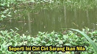 Jangan Ragu Lagi Mancing Di Deket Kangkung Di jamin Banyak Ikan Nila Nya [upl. by Llerrot]