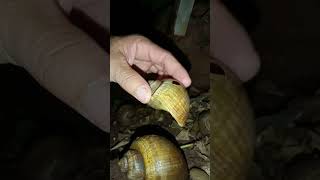 The Snail Care Guide Everything You Need To Know [upl. by Naleag200]