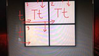 Predicting the Genotypes and the Phenotypes of Offspring using the Punnett Square [upl. by Noraha]