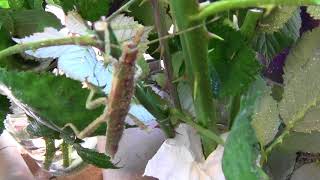 Giant spiny stick insect 2018 clip 6 [upl. by Honey]