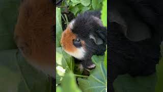 Guinea pigs eating a big bush in my backyard [upl. by Finnigan]