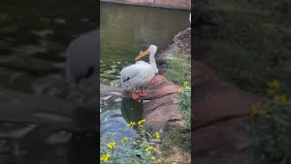 Supercool bird cleaning itself nature bird [upl. by Flatto]