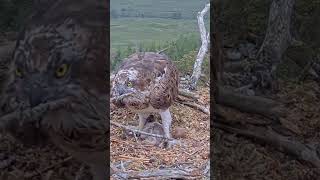 P317 Review birds nest life mom birds brings food to feed her babies in their nest birdslover [upl. by Trescott]