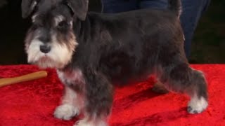 DOGS  How to do a proper grooming to a Schnauzer dog Professional advice [upl. by Groot]