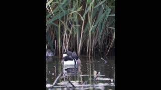 A Beautiful Hooded Merganser in The Netherlands [upl. by Arek]