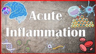 Acute Inflammation  Definition Pathogenesis Causes Mediators Morphology Exudate and Transudate [upl. by Garneau]