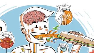 La transformation et le parcours des glucides dans lorganisme [upl. by Meridel609]