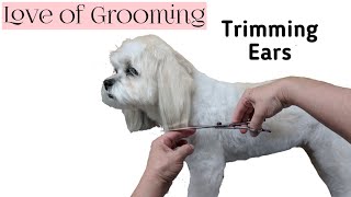 How to trim dogs ears  Trimming the bottoms of dogs ears [upl. by Ballou]