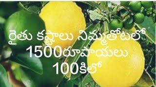 lemon cultivation సేంద్రీయ పద్ధతిలో నిమ్మ వ్యవసాయం సాగిస్తున్నాం how tom ake profit inlemon farming [upl. by Nwahsal52]