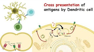 Types of Antigen Cross presentation [upl. by Malek387]