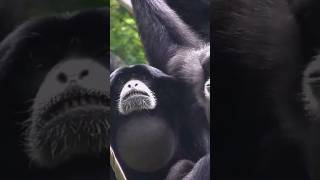 Gibbon monkeys are lesser ape wildlife wild animals fact shorts shortsfeed viral trending [upl. by Coates]