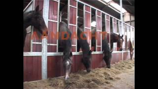 Paarden Opfokbedrijf Jacobs Hoevemp4 [upl. by Pauiie770]