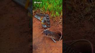 snakesalive snake foryou snakecare4u savesnake snakesaver [upl. by Sidnala]