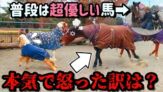 優しい馬が怒ると怖い…。70cmの小さな2歳馬に、本気でブチ切れる聖母のような優しい馬。怒ったのにはちゃんと理由があるようです。【ツルマルボーイ様のシモベ】 [upl. by Indira]