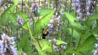 bees pollinators on anise hyssop [upl. by Vincenta228]