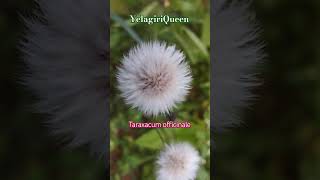 Taraxacum officinale flowers flowers natutal gardenflowers garden motivation sad tamil [upl. by Enahsed103]