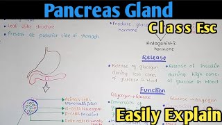 Pancreas Hormones Structure And Functions  Class 12 Biology [upl. by Ahser]