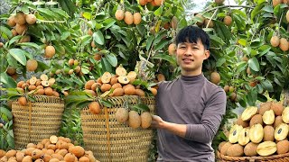 120 Days Harvest Sapodilla Thai Jackfruit Big Bananas in forest Go To Market Sell  Thanh Trieu TV [upl. by Eatnuahs]