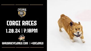 2024 Cyclones Corgi Races Championship [upl. by Nawram]