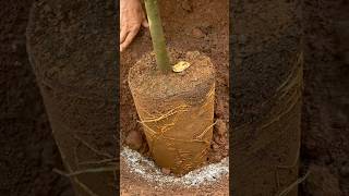 Planting Musang King Durian StepbyStep Guide to Growing the King of Fruits [upl. by Akissej]