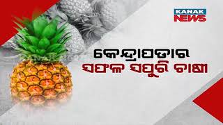 Successful Pineapple Farmer Of Kendrapara [upl. by Kitty]