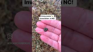 INFESTATION of army worms in North Carolina 🤢😱 HELP [upl. by Lumbard934]